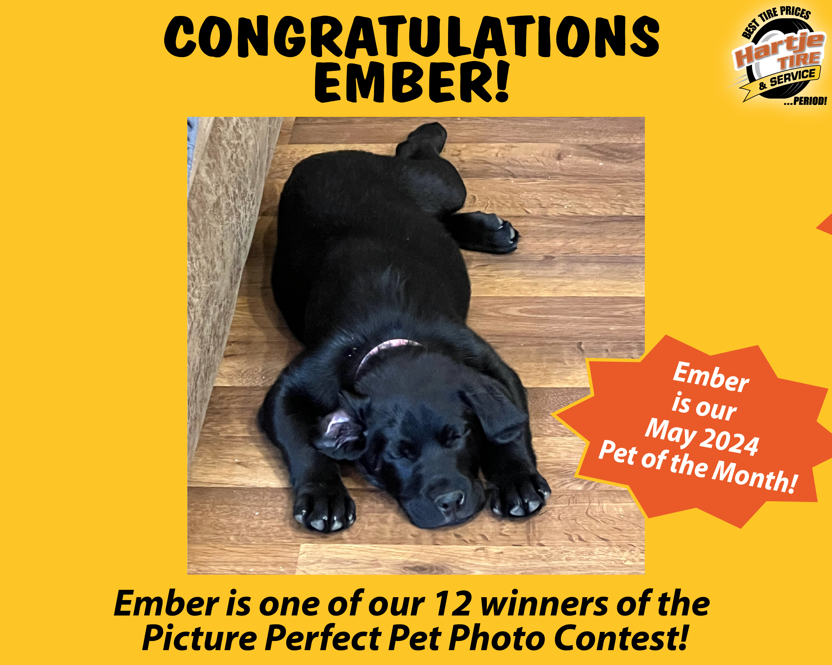 May 2024 Picture Perfect Pet of the Month: Ember